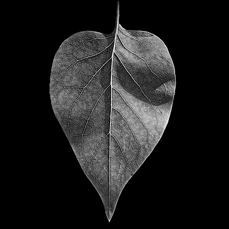 Leaf #6