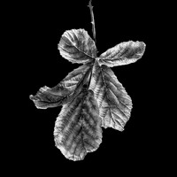Leaf #4