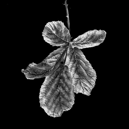 Leaf #4