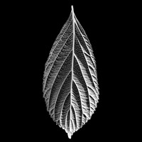 Leaf #2