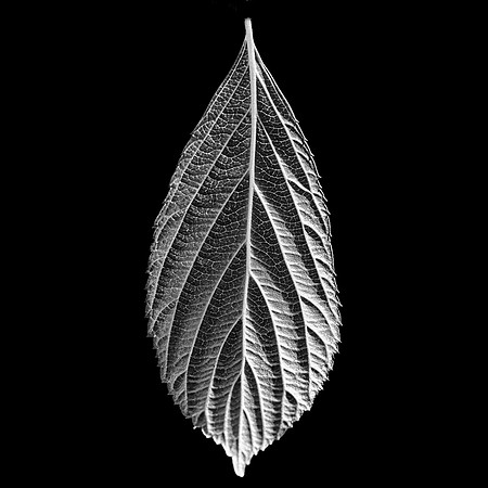 Leaf #2