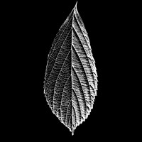 Leaves in Black & White
