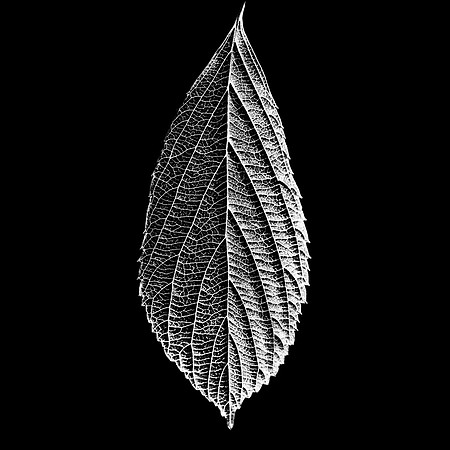 Leaf #1