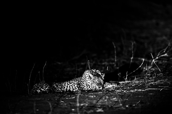 Leopard