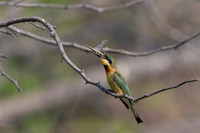 African Birdlife - Little Bee-Eater