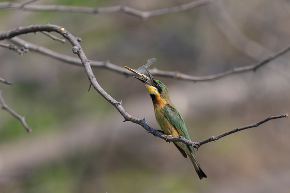 African Birdlife - Little Bee-Eater
