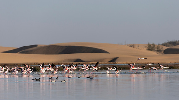 African Birdlife - Flamingos