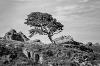 County Antrim - Mulough Bay, Lone Tree