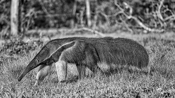 Giant Anteater