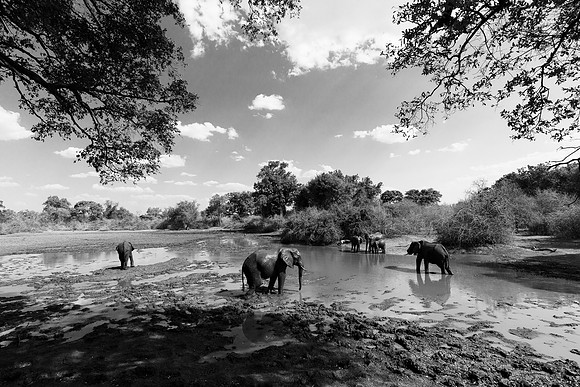 Elephants