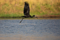 African Birdlife - Open-billed Stork