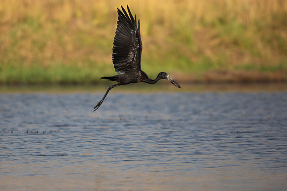 African Birdlife - Open-billed Stork