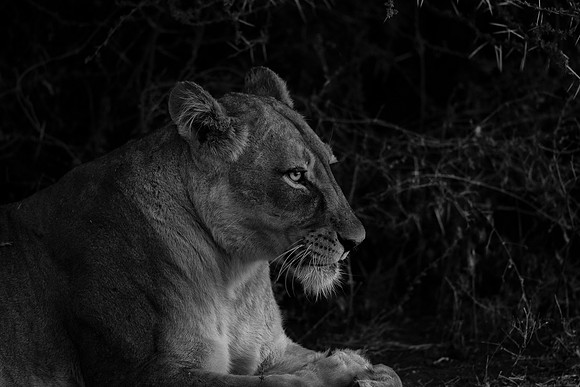 Lion