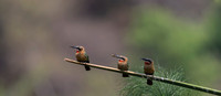 African Birdlife - White-fronted Bee-Eaters