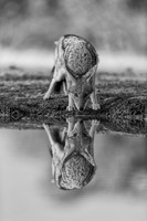 Black Backed Jackal