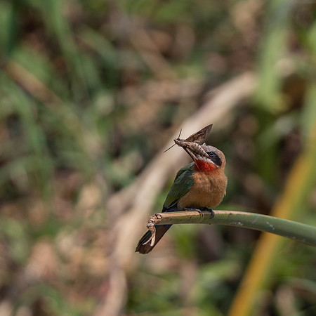 African Birdlife - White-fronted  Bee-Eater