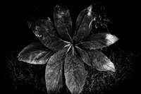 Leaves #3