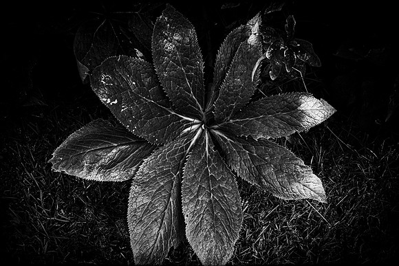 Leaves #3