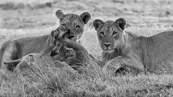 Lions