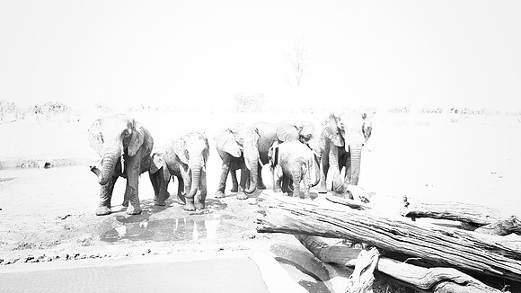 Elephants
