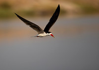 African Birdlife - African Skimmer