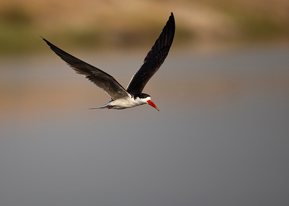 African Birdlife - African Skimmer