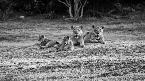 Lions
