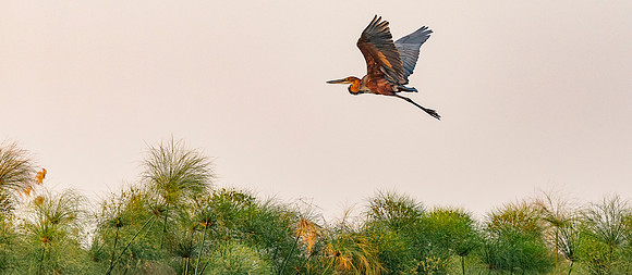 African Birdlife - Goliath Heron