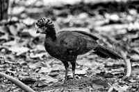 Bare-faced Curassow