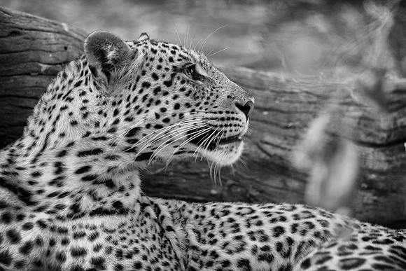 Leopard