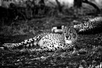 Cheetah