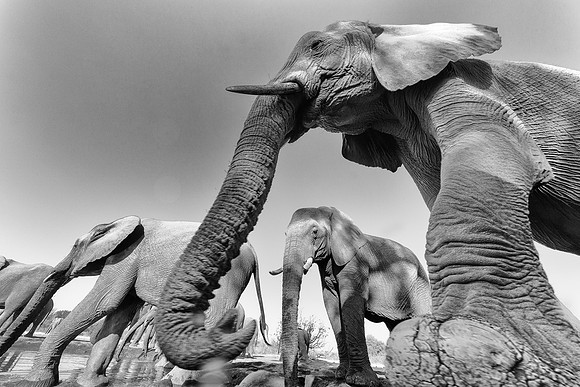 Elephant Abstract