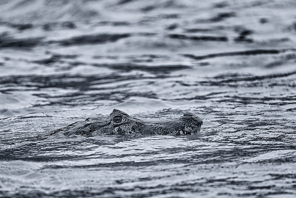 Cayman