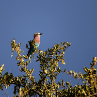 African Birdlife - Lilac Breasted Roller