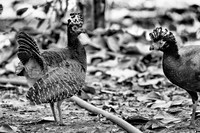 Bare-faced Curassow