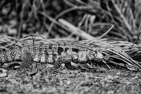 Lizard