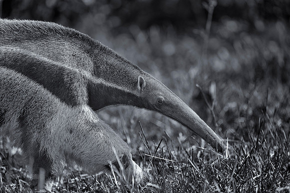 Giant Anteater