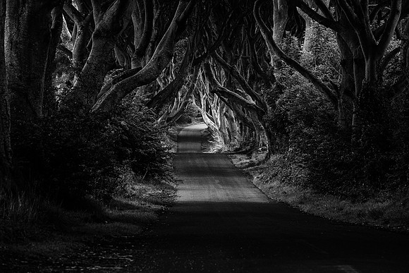 County Antrim - The Dark Hedges V9B3824