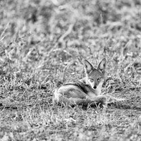 Black Backed Jackal