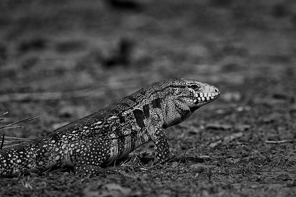 Lizard