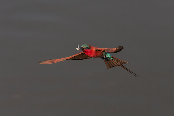 African Birdlife - Carmine Bee-Eater