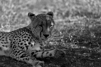 Cheetah