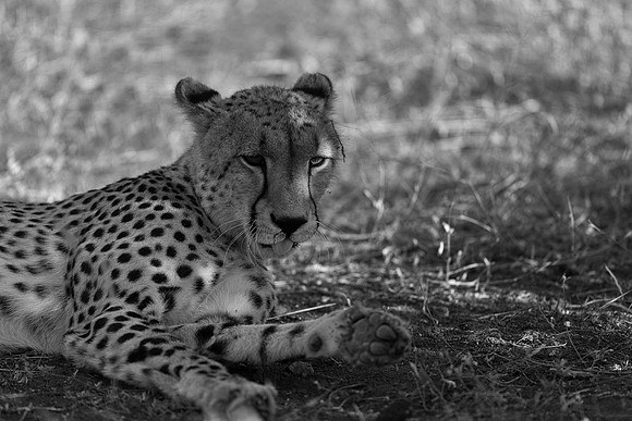 Cheetah