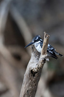African Birdlife - Pied Kingfisher
