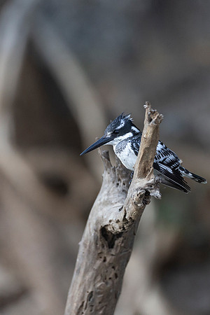 African Birdlife - Pied Kingfisher