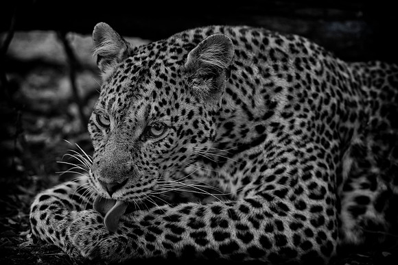 Leopard