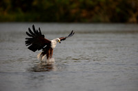 African Birdlife - African Fish Eagle