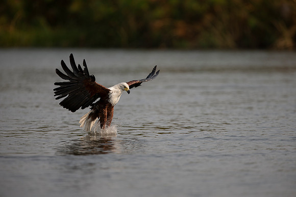 African Birdlife - African Fish Eagle
