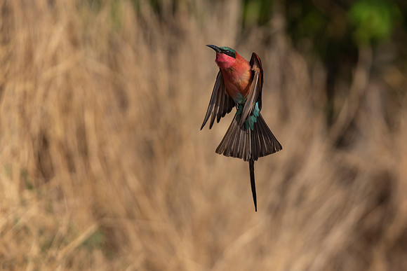 African Birdlife - Carmine Bee-Eater
