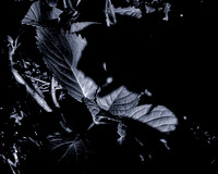 Leaves #2